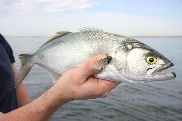 Fish found dumped in National Park